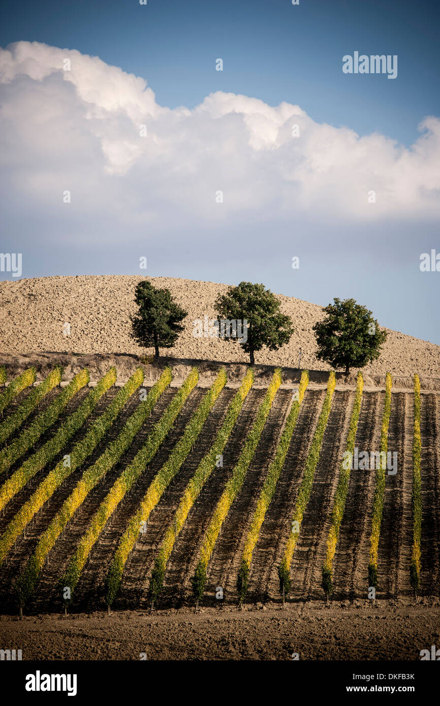 Weinreben im Feld, Siena, Valle Orcia, Toskana, Italien Stockfoto