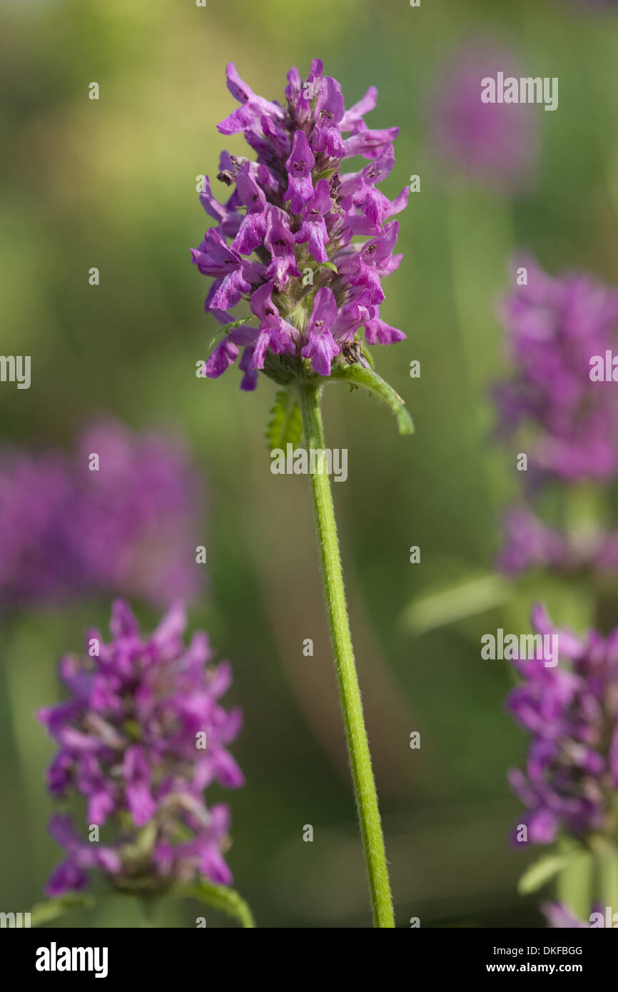 Holz-Betony, Betonica Officinalis, Niederwendischen officinalis Stockfoto