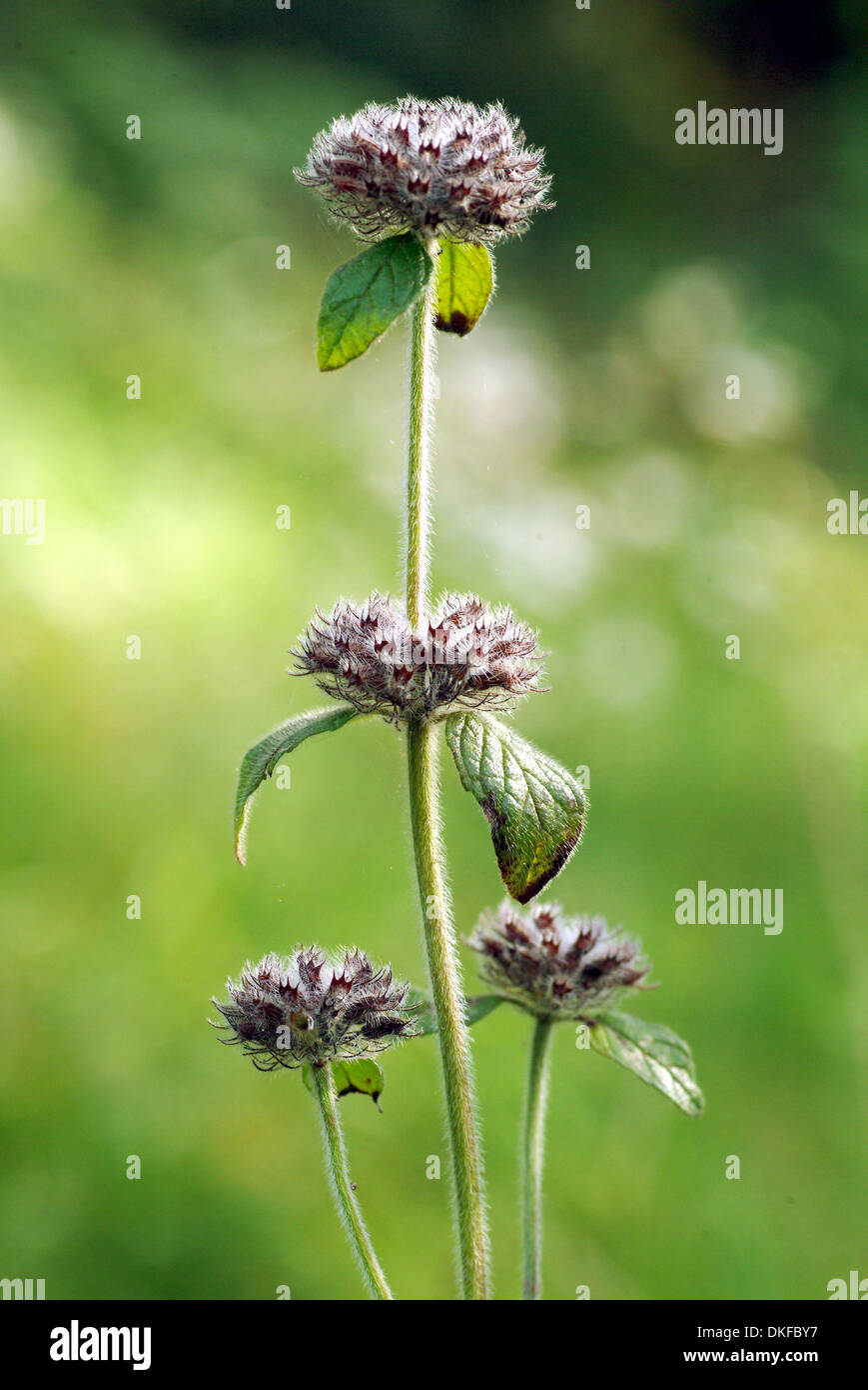 wildes Basilikum, Clinopodium vulgare Stockfoto