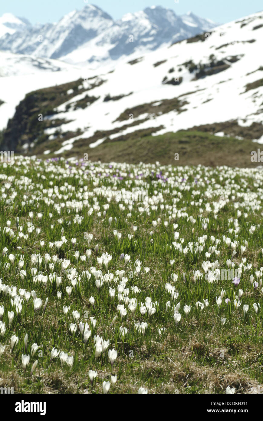 Frühlings-Krokus, Crocus Vernus SSP. albiflorus Stockfoto