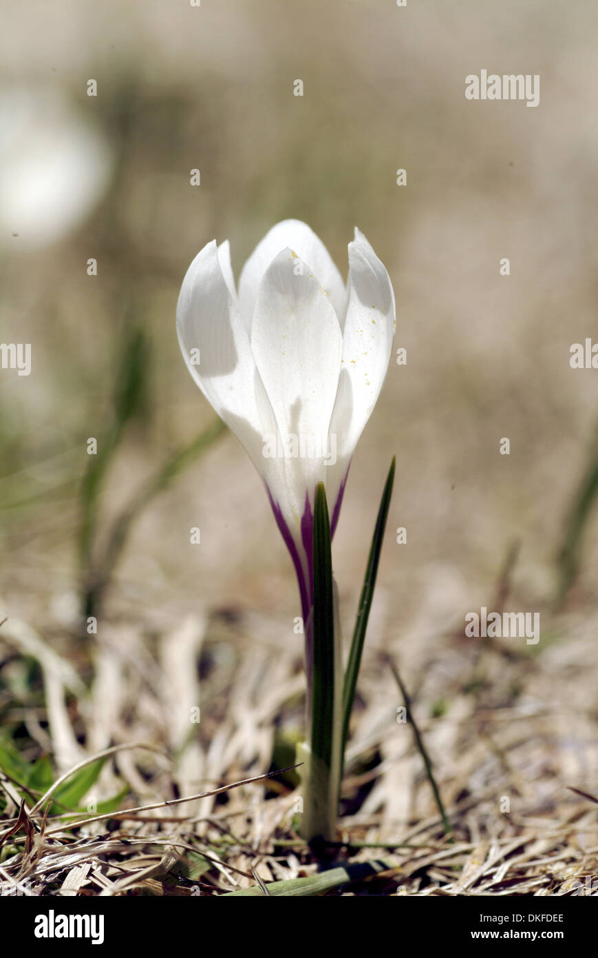 Frühlings-Krokus, Crocus Vernus SSP. albiflorus Stockfoto