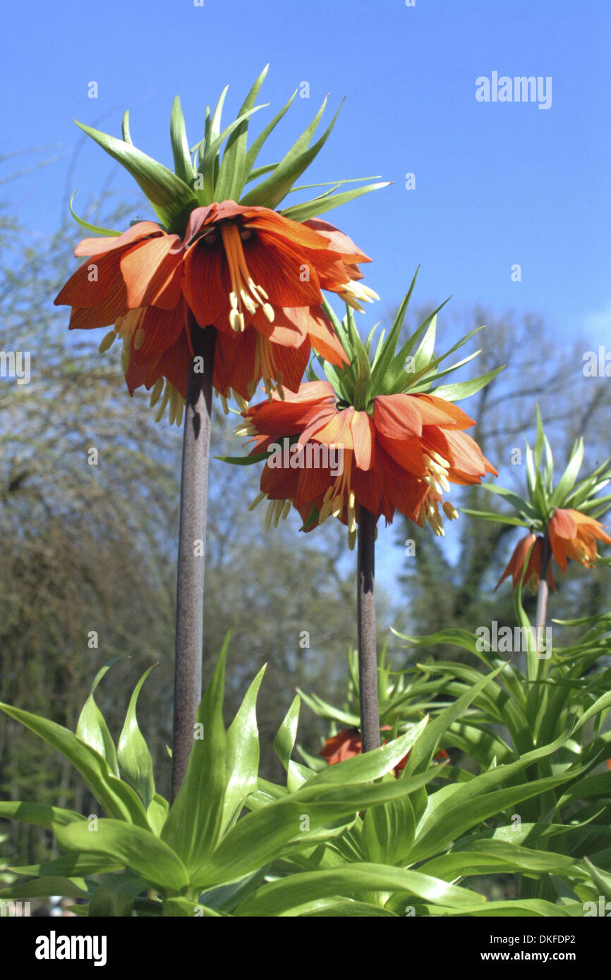 Crown imperial, Fritillaria imperialis Stockfoto