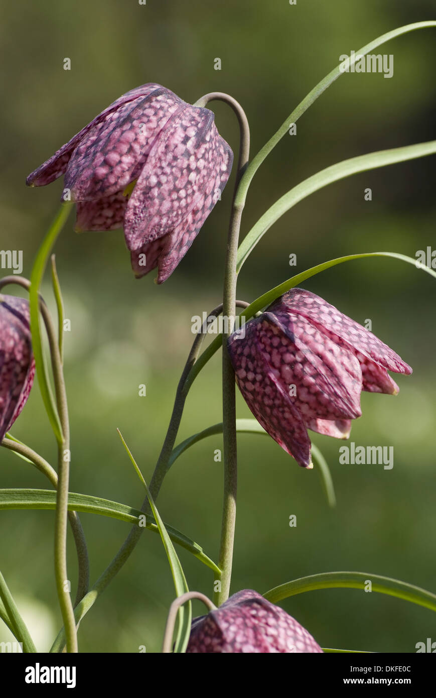 Kopf der Schlange Fritillary, Fritillaria meleagris Stockfoto