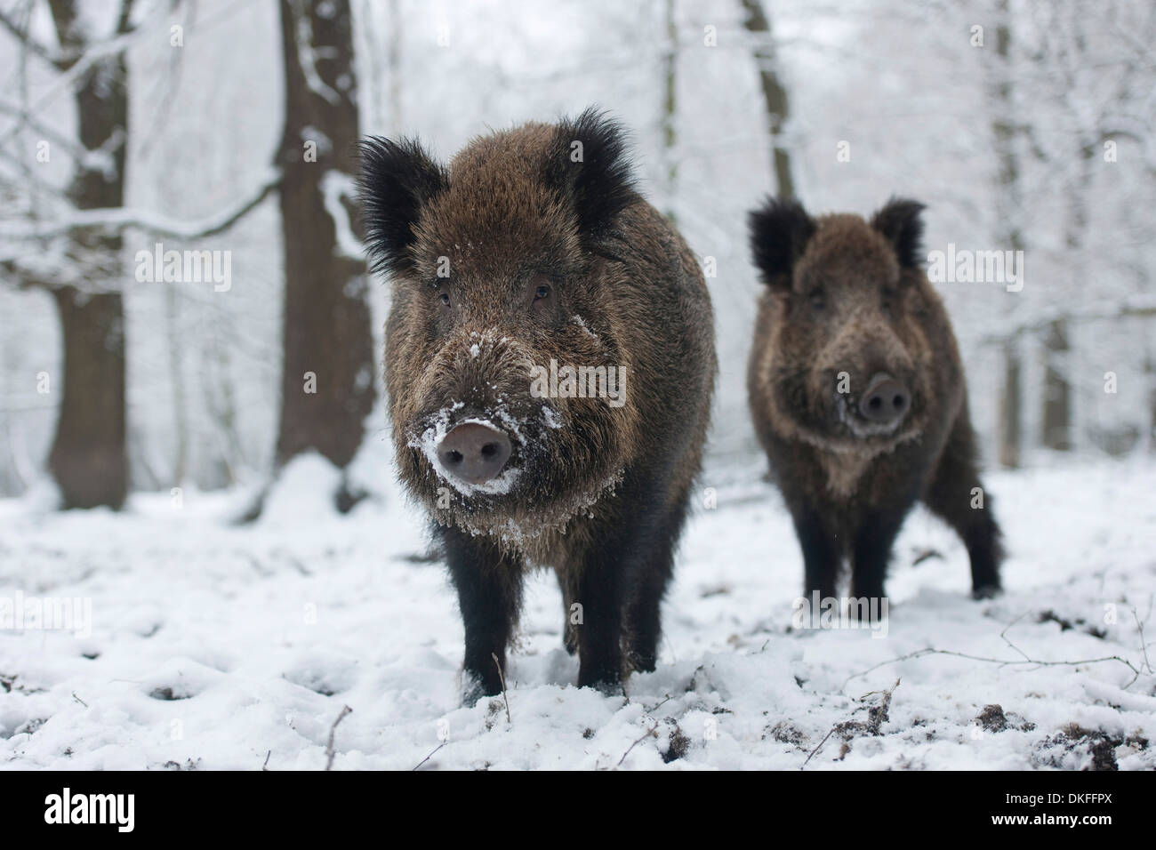 Wildschwein (Sus Scrofa), zwei junge Tuskers stehen im Schnee, Gefangenschaft, Sachsen, Deutschland Stockfoto