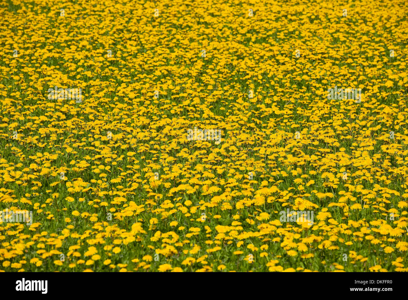 Löwenzahn (Taraxacum Sect. Ruderalia), viele Blumen auf einer Wiese, Thüringen, Deutschland Stockfoto