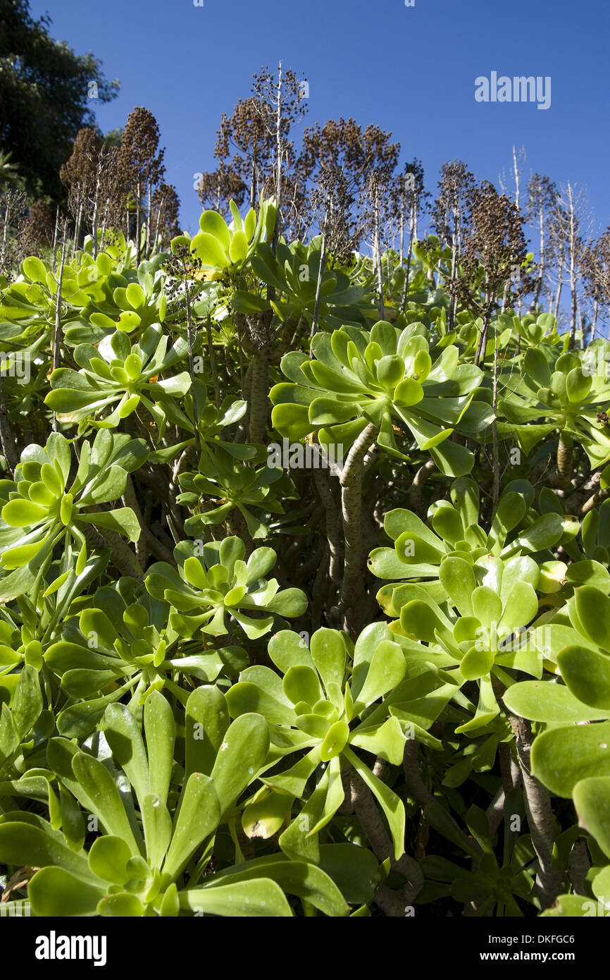 Baum-Aeonium, Aeonium Arboreum, Gran Canaria, Spanien Stockfoto