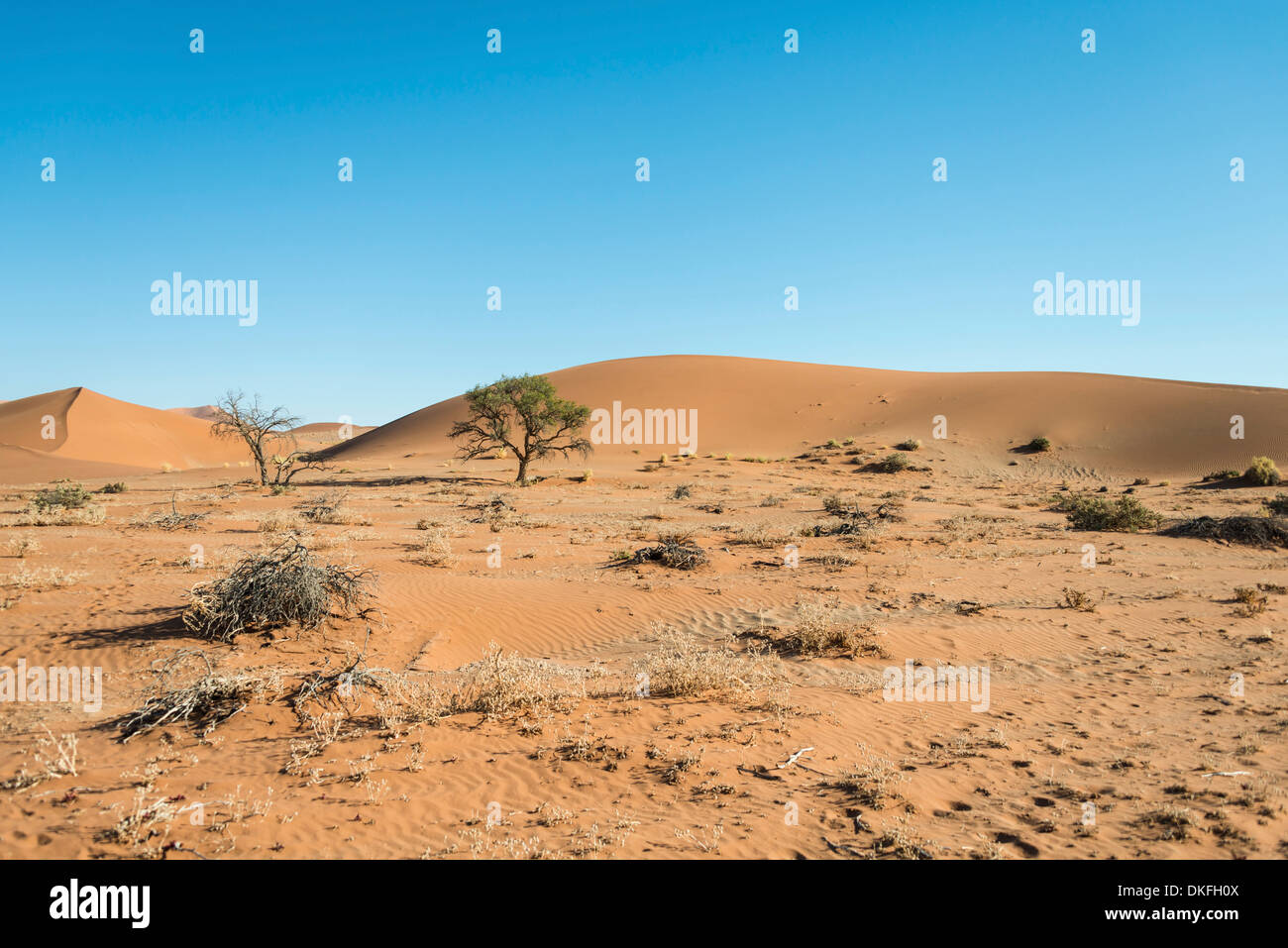Dünen, Sossusvlei, Namib-Skeleton Coast Nationalpark, Namibia Stockfoto