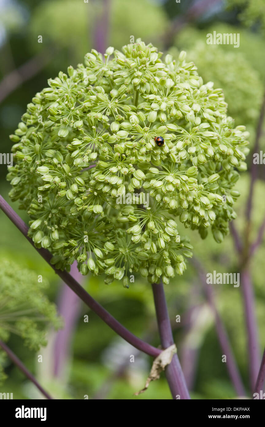 Garten Angelika, Angelica archangelica Stockfoto