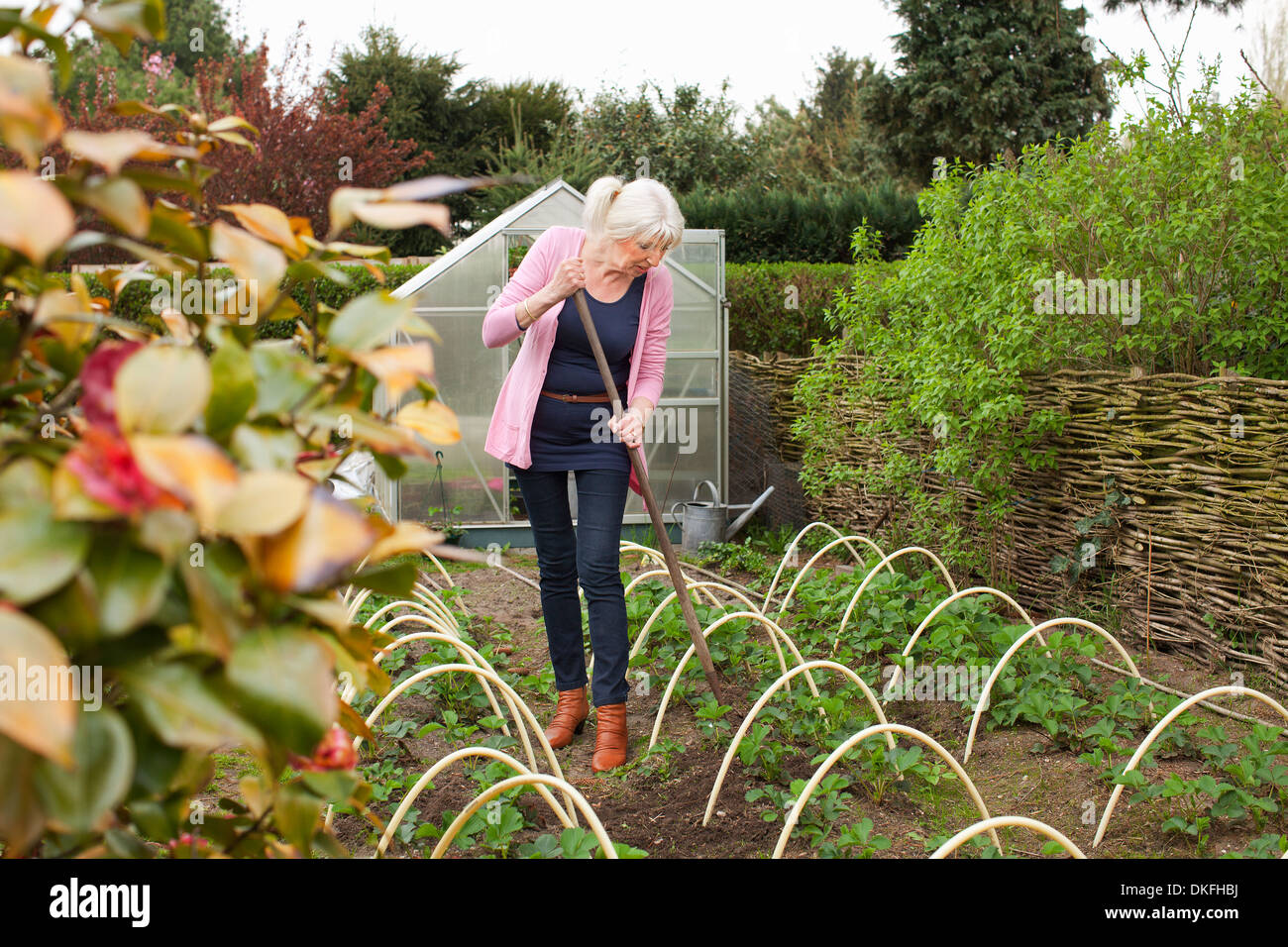 Reife Frau arbeiten im Gemüsegarten Stockfoto