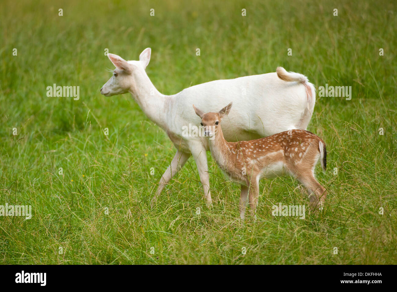 Damhirsch (Dama Dama), helle Doe mit normales Kalb, Gefangenschaft, Bayern, Deutschland Stockfoto