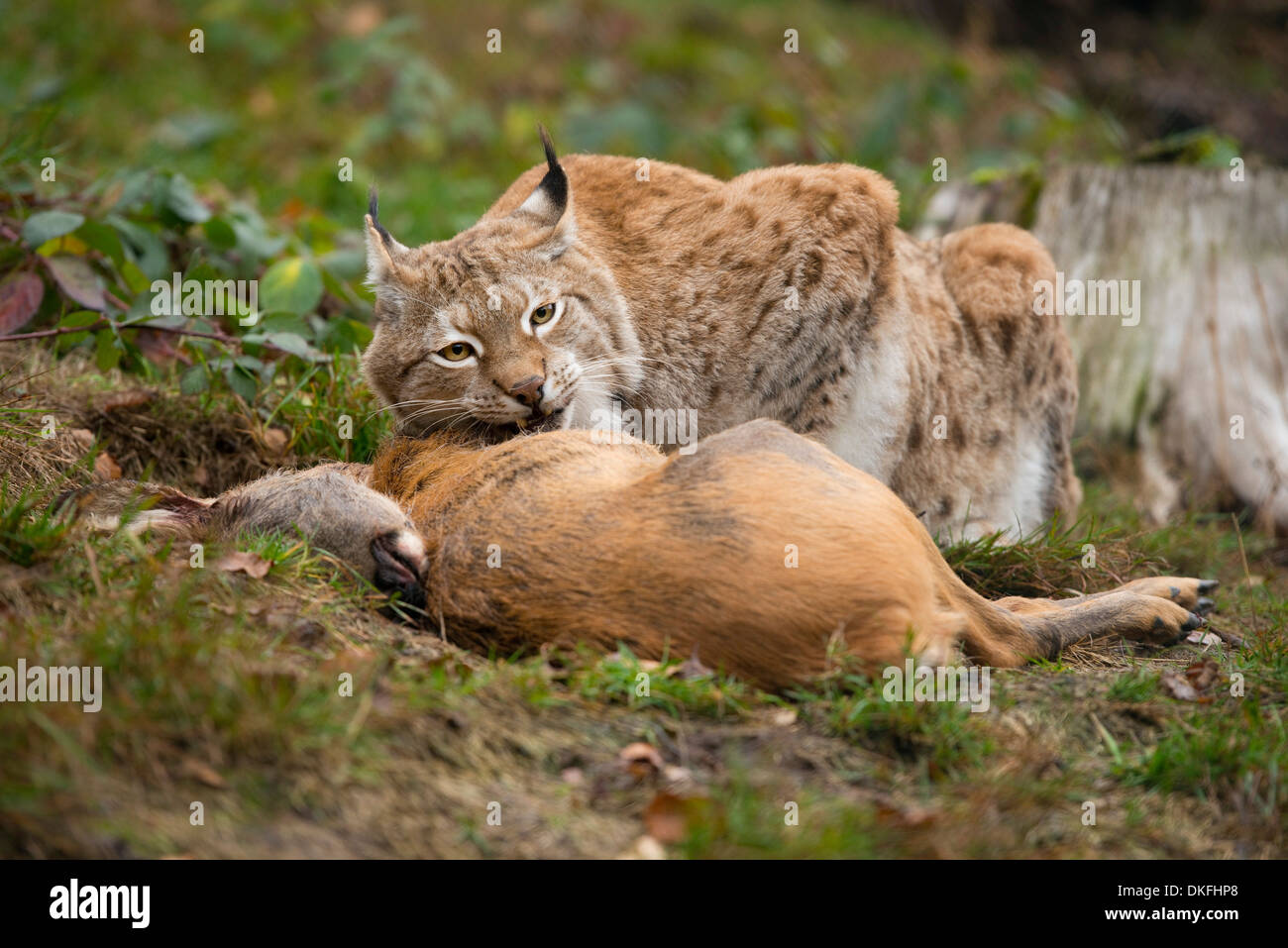 Luchs (Lynx Lynx), Männlich, mit Beute Reh (Capreolus Capreolus), Gefangenschaft, Thüringen, Deutschland Stockfoto