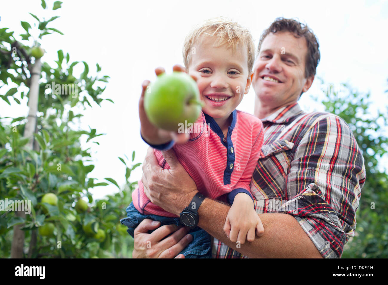 Bauer und Sohn, die Äpfel vom Baum pflücken, im Obstgarten Stockfoto