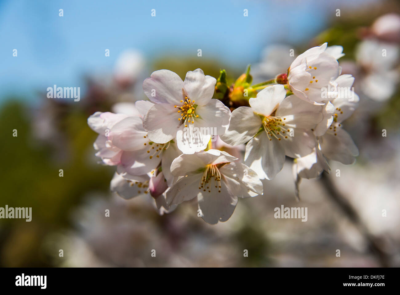 Kirschblüte, Okazaki-Park, Kyoto, Japan Stockfoto
