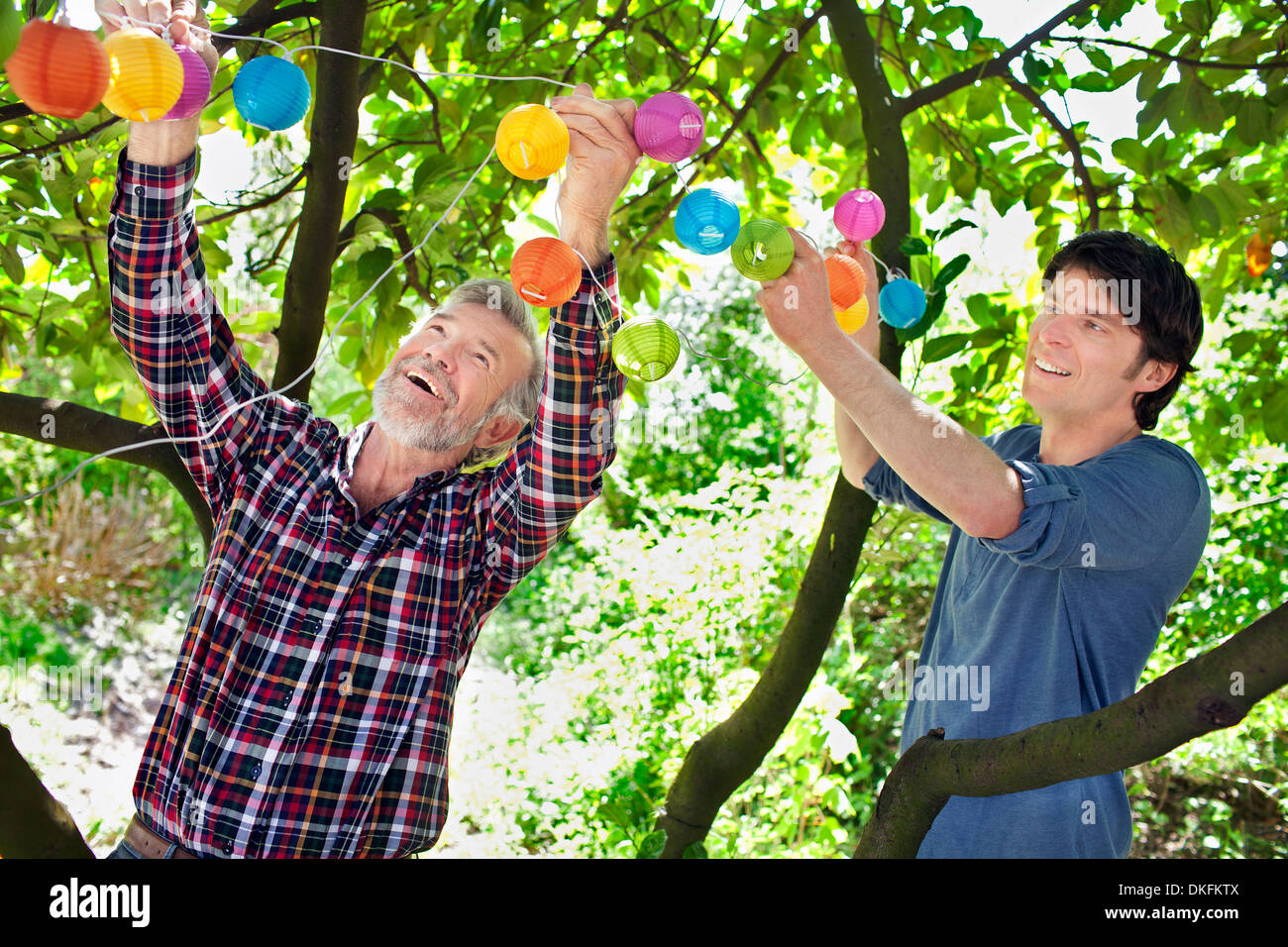 Vater und erwachsener Sohn setzen Lichterketten in Baum Stockfoto