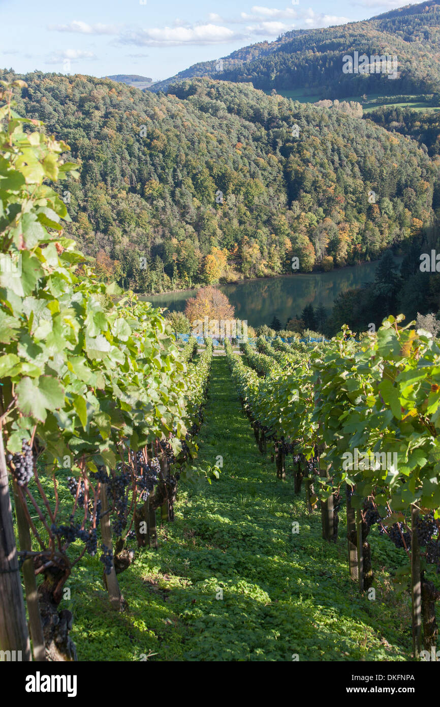 Weinberg, Rhein Fluß, Kanton Zürich, Schweiz Stockfoto