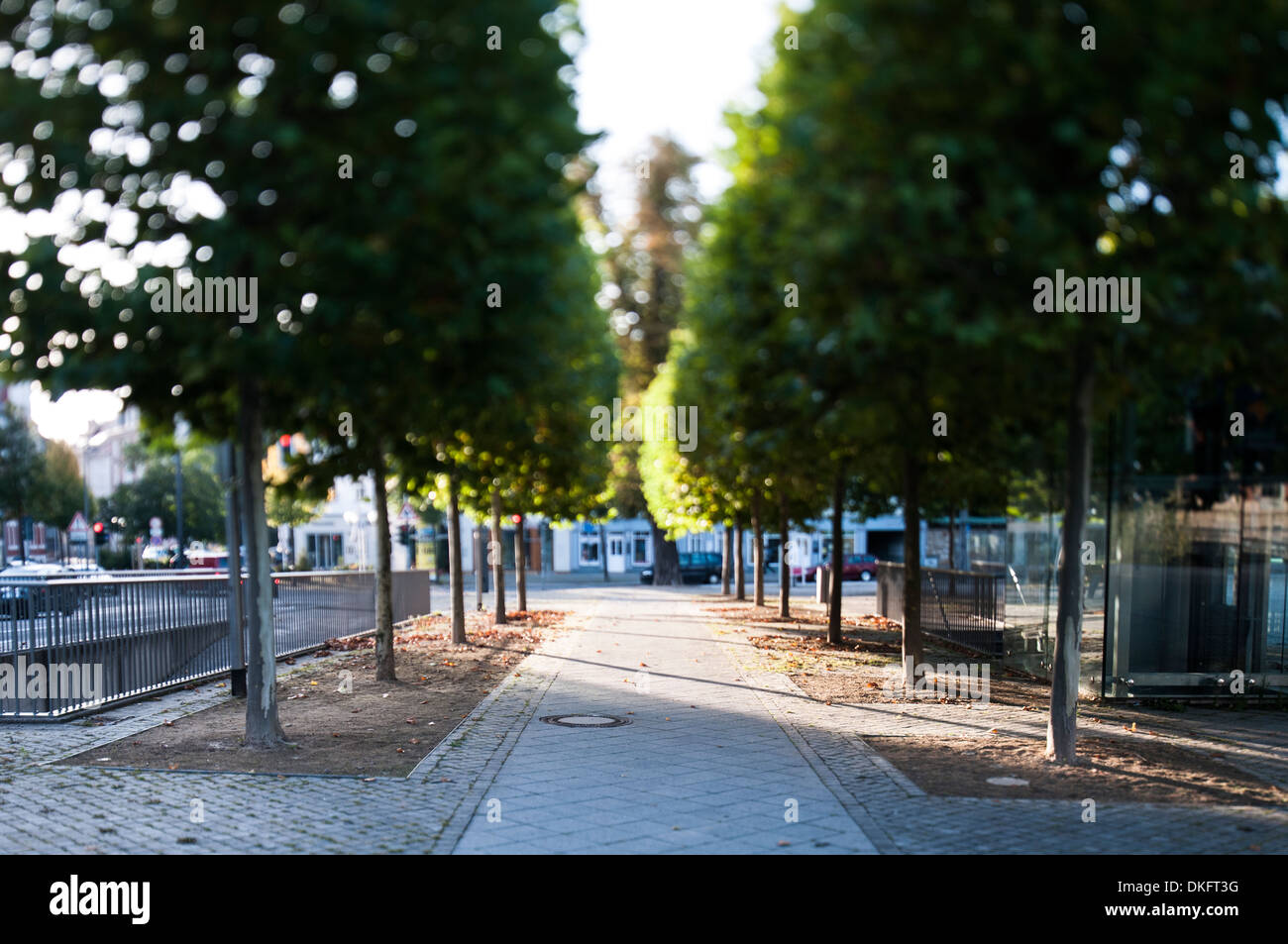 Allee der Bäume am Theater in Erfurt, Thüringen, Deutschland Stockfoto