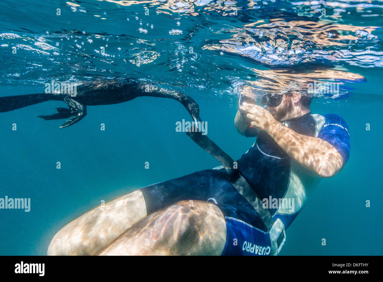 Flugunfähige Kormorane (Phalacrocorax Harrisi) Unterwasser mit Schnorchler am Tagus Cove, Insel Isabela, Galapagos-Inseln, Ecuador Stockfoto
