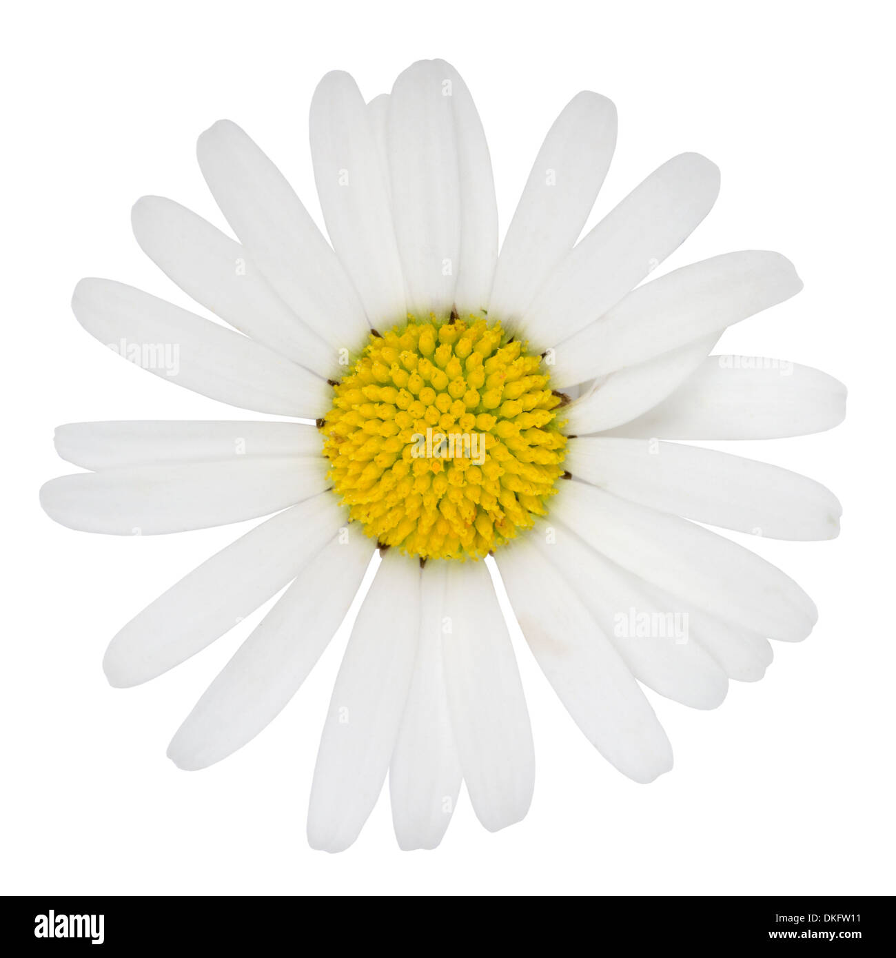 Blüte von Marguerite Blume isoliert auf weißem Hintergrund Stockfoto