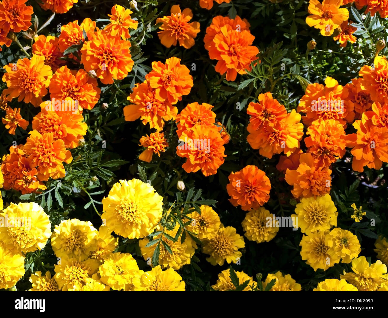 Orange und gelb Tagetes im Hausgarten Stockfoto