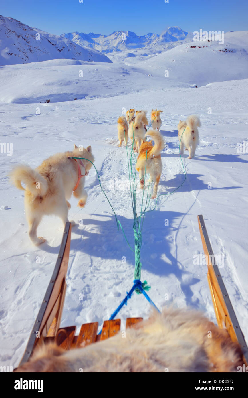 Hundeschlittenfahren im Frühling in Grönland Stockfoto