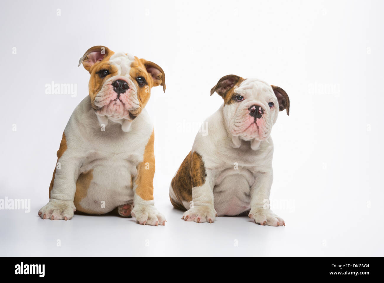 Zwei englische Bulldogge Welpen sitzen Stockfoto