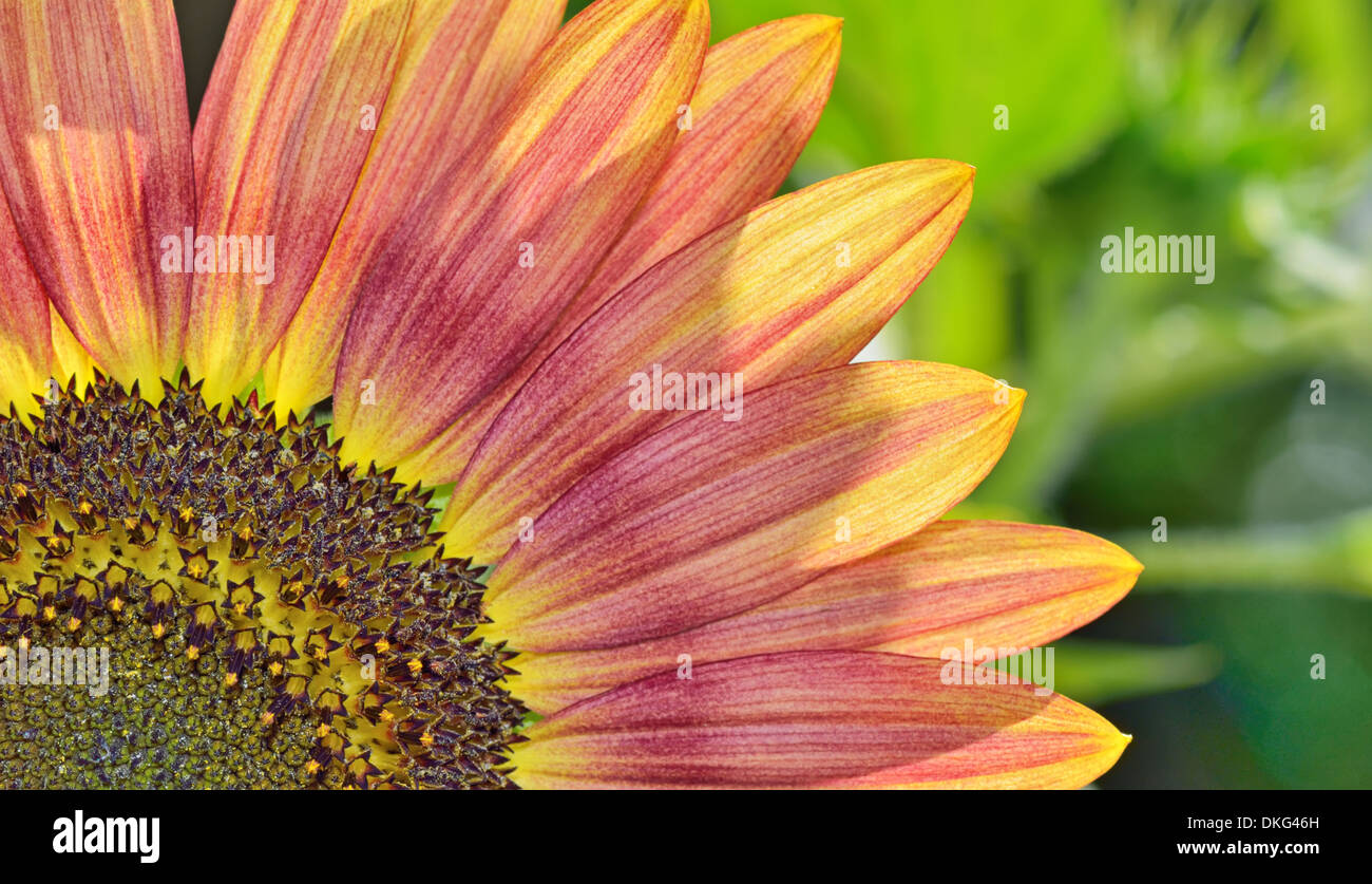 gelbe und rote Sonnenblume Shooting im Sommer Stockfoto