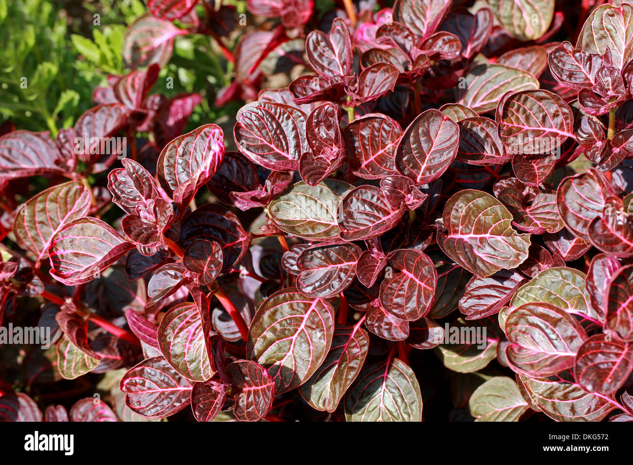 Beefsteak-Pflanze, Huhn Muskelmagen Pflanze, Herbst Bloodleaf, Bloodleaf, Iresine Herbstii 'Brilliantissima', Amaranthaceae. Stockfoto