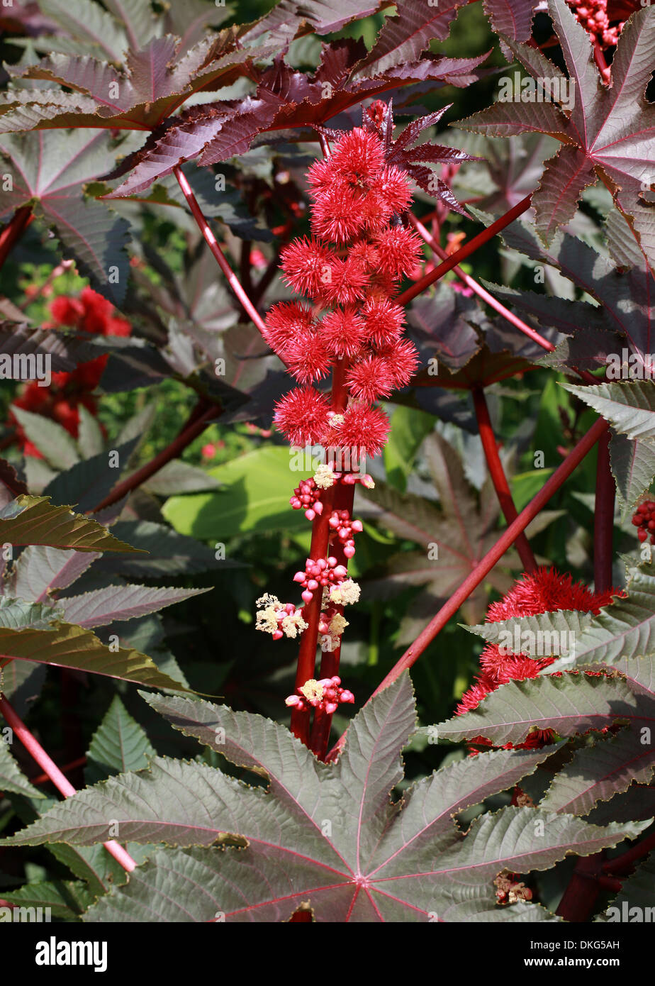 Crimson Wunderbaumes, Rizinus, Maulwurf Bean, Higuera Infernal, Ricinus Communis, 'Carmincita', Euphorbiaceae. Stockfoto