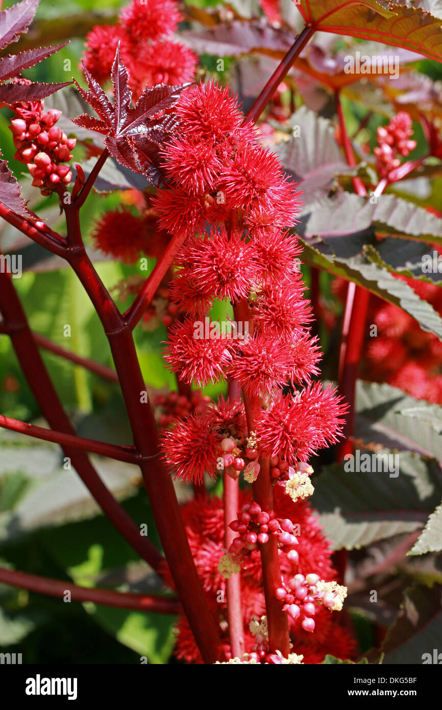 Crimson Wunderbaumes, Rizinus, Maulwurf Bean, Higuera Infernal, Ricinus Communis, 'Carmincita', Euphorbiaceae. Stockfoto