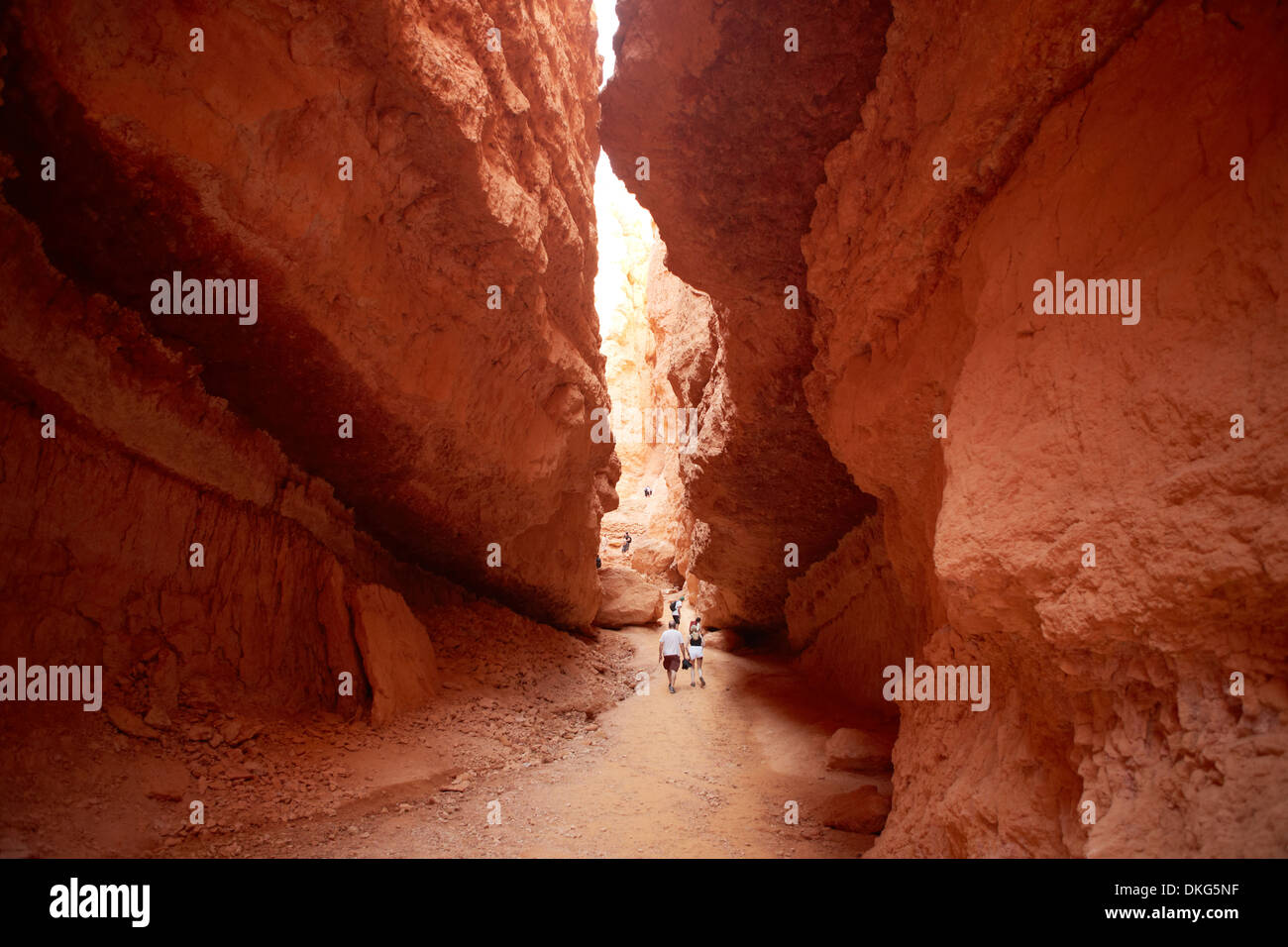 Navajo Loop bei Wall-Street-Abschnitt der Strecke, Bryce-Canyon-Nationalpark, Utah, USA Stockfoto