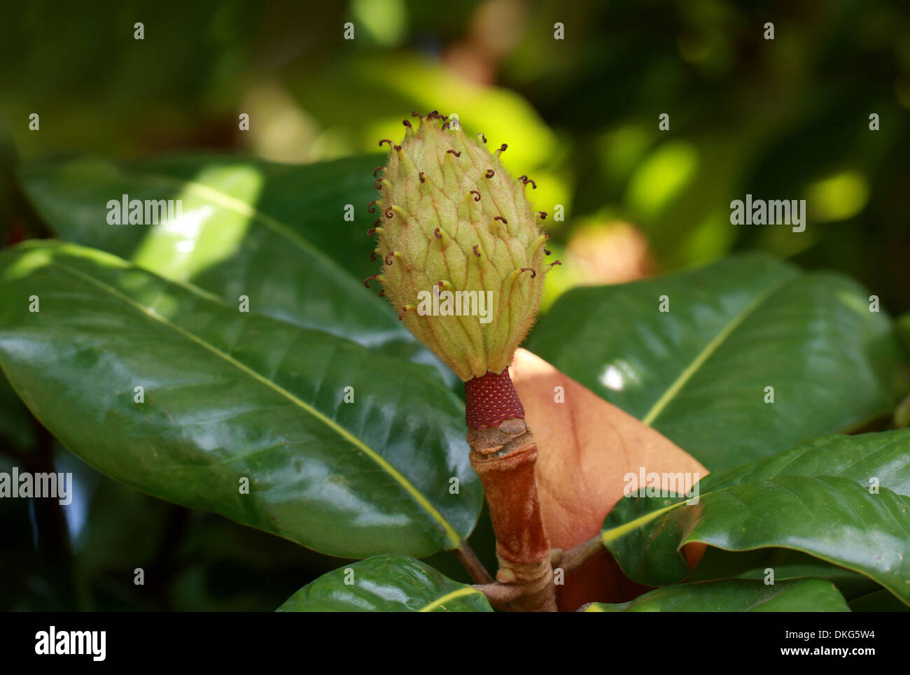 Immergrüne Magnolie, Magnolia Grandiflora 'Charles Dickens', Magnoliaceae. Blütenknospe. Texas, Süd-Ost-USA, Nordamerika. Stockfoto