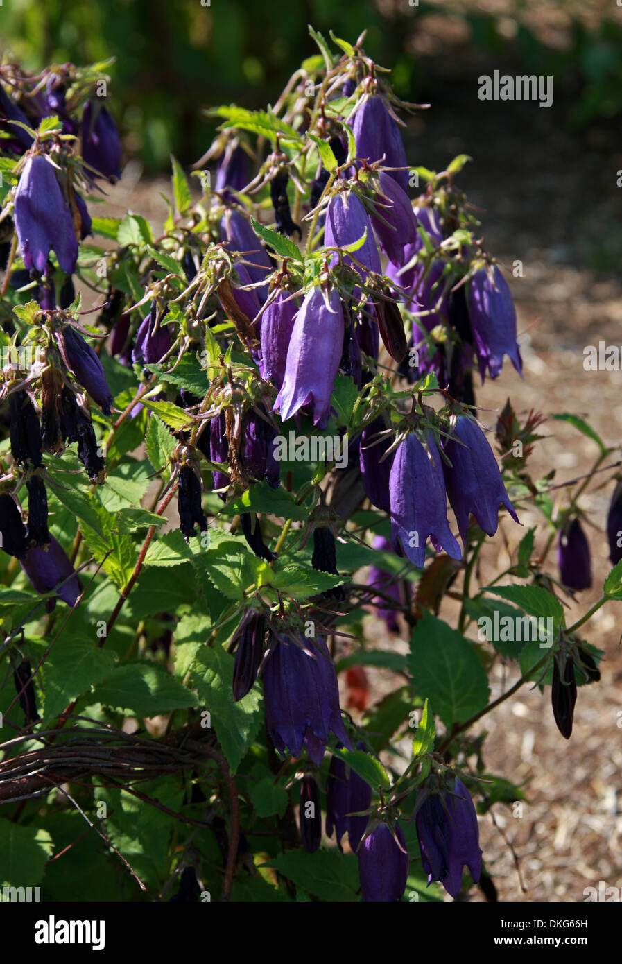 Glockenblume, Campanula 'Purple Sensation', Campanulaceae. Stockfoto
