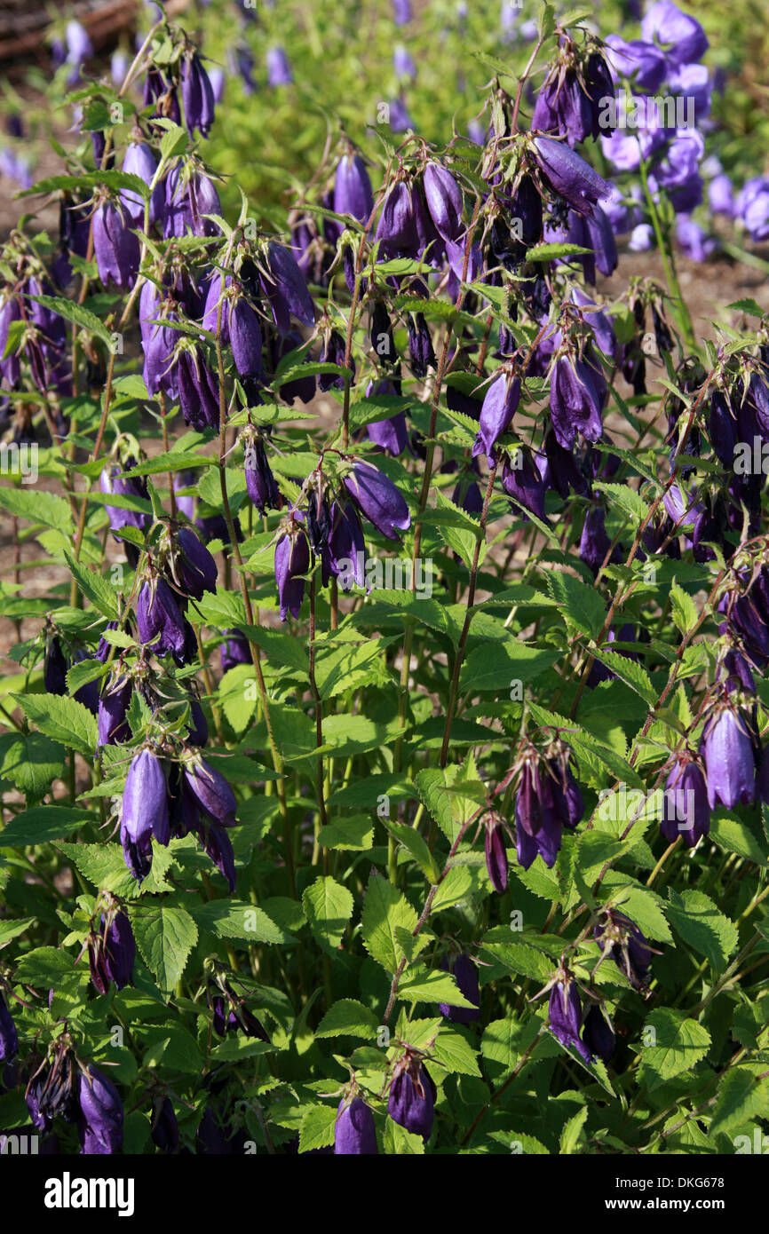 Glockenblume, Campanula 'Purple Sensation', Campanulaceae. Stockfoto