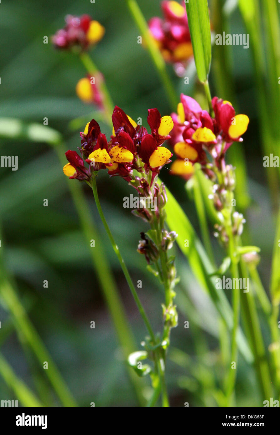 Kleine rote und gelbe Blumen Stockfoto