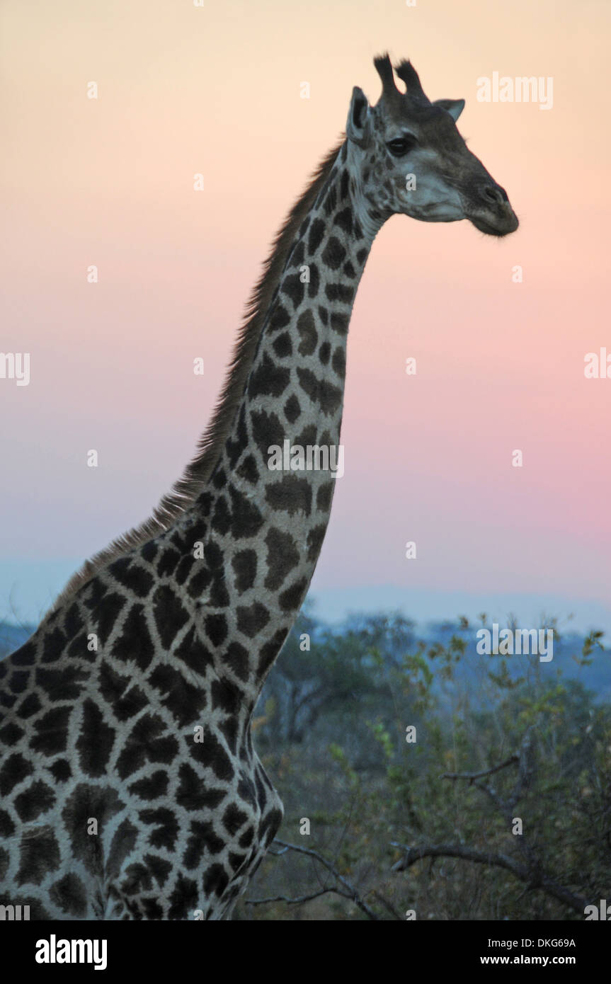 Giraffe (Giraffa Plancius) Sabi Sand Game Reserve, Südafrika Stockfoto