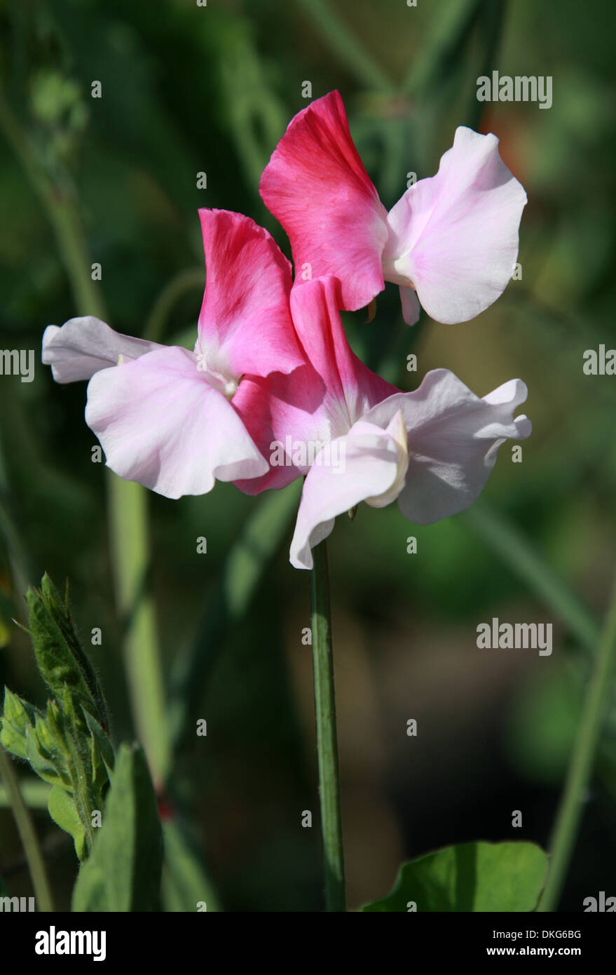 Süße Erbsen, Lathyrus man, Fabaceae. Pflanze-Studien am Royal Horticultural Gardens, Wisley, Woking, Surrey. Stockfoto