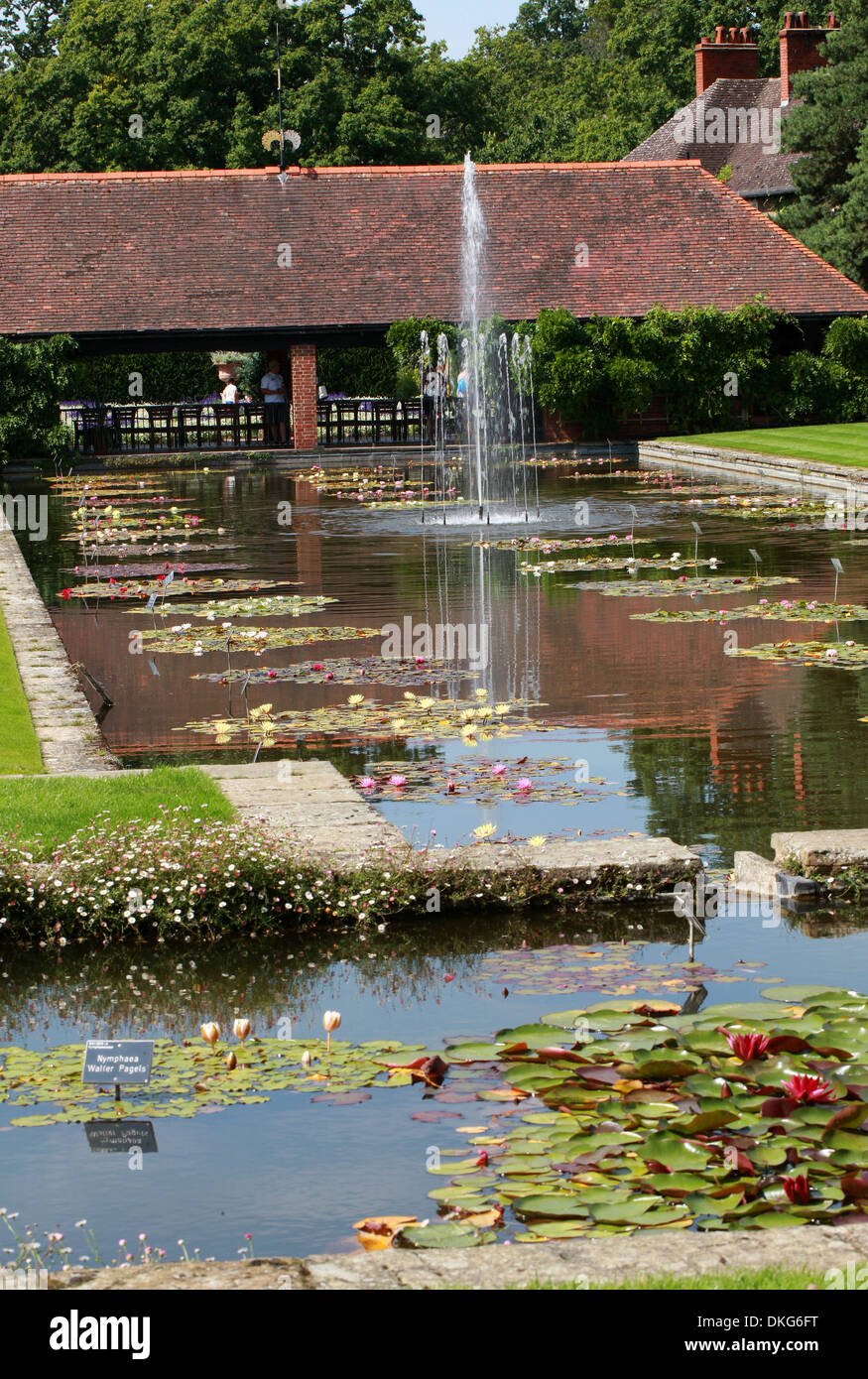 Waterlily Teich, Royal Horticultural Gardens Wisley, Woking, Surrey. Stockfoto