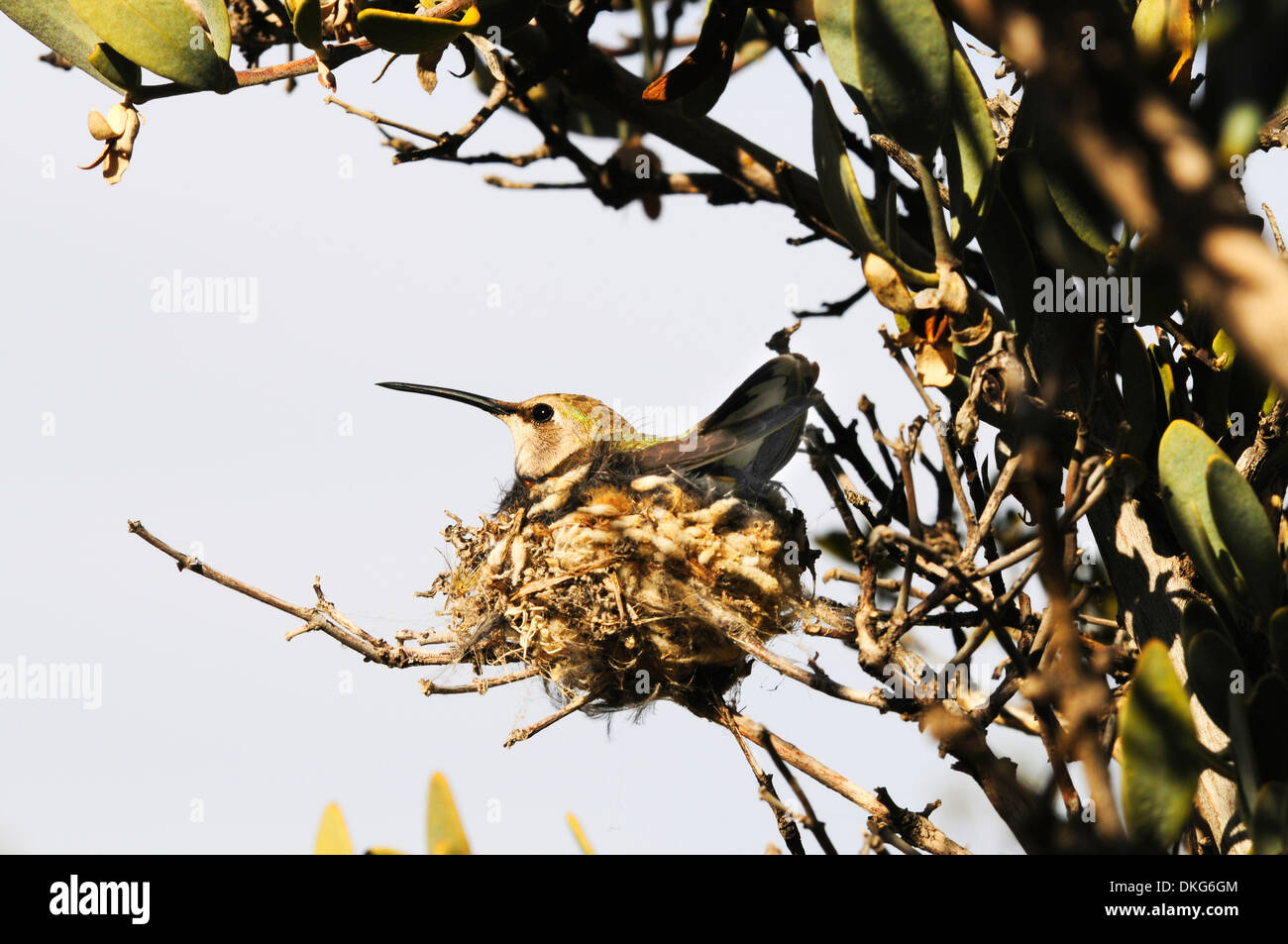 schwarzer-chinned Kolibri, Archilochos Alexander Stockfoto