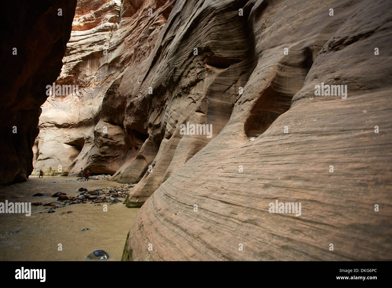 Natives Narrows, Zion Nationalpark, Utah, USA Stockfoto