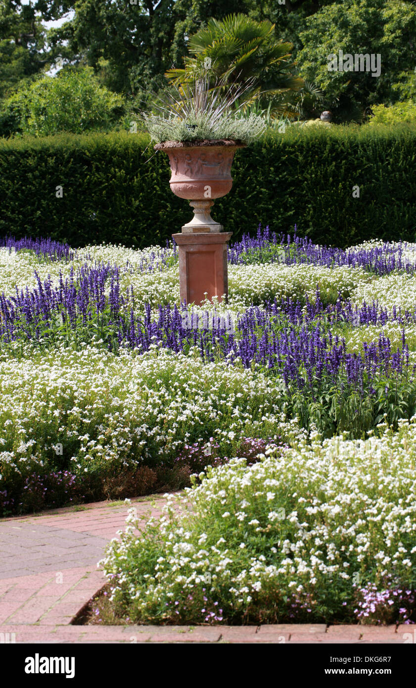 Denkmal für Grace Marchant, Royal Horticultural Gardens Wisley, Woking, Surrey. Mehlige Salbei, Mealycup Salbei, Nemesia Grenze. Stockfoto