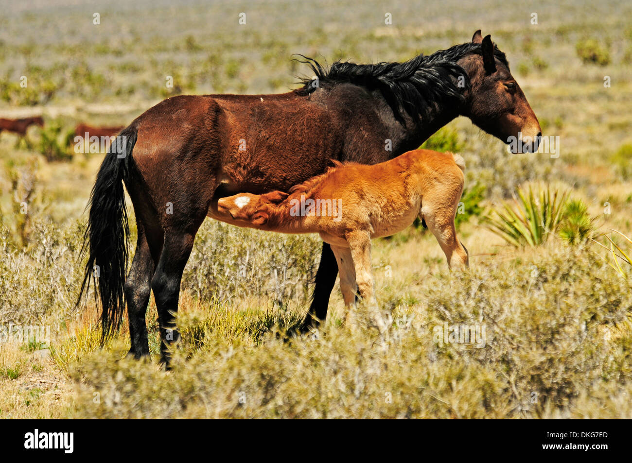 Mustangs in der Nähe von cold Creek spring Mountains, Nevada, usa Stockfoto