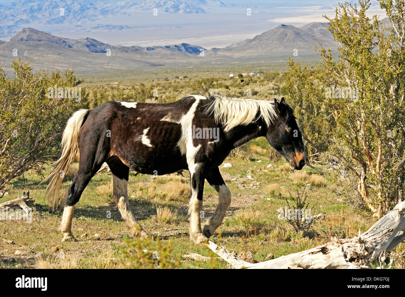 Mustangs in der Nähe von cold Creek spring Mountains, Nevada, usa Stockfoto