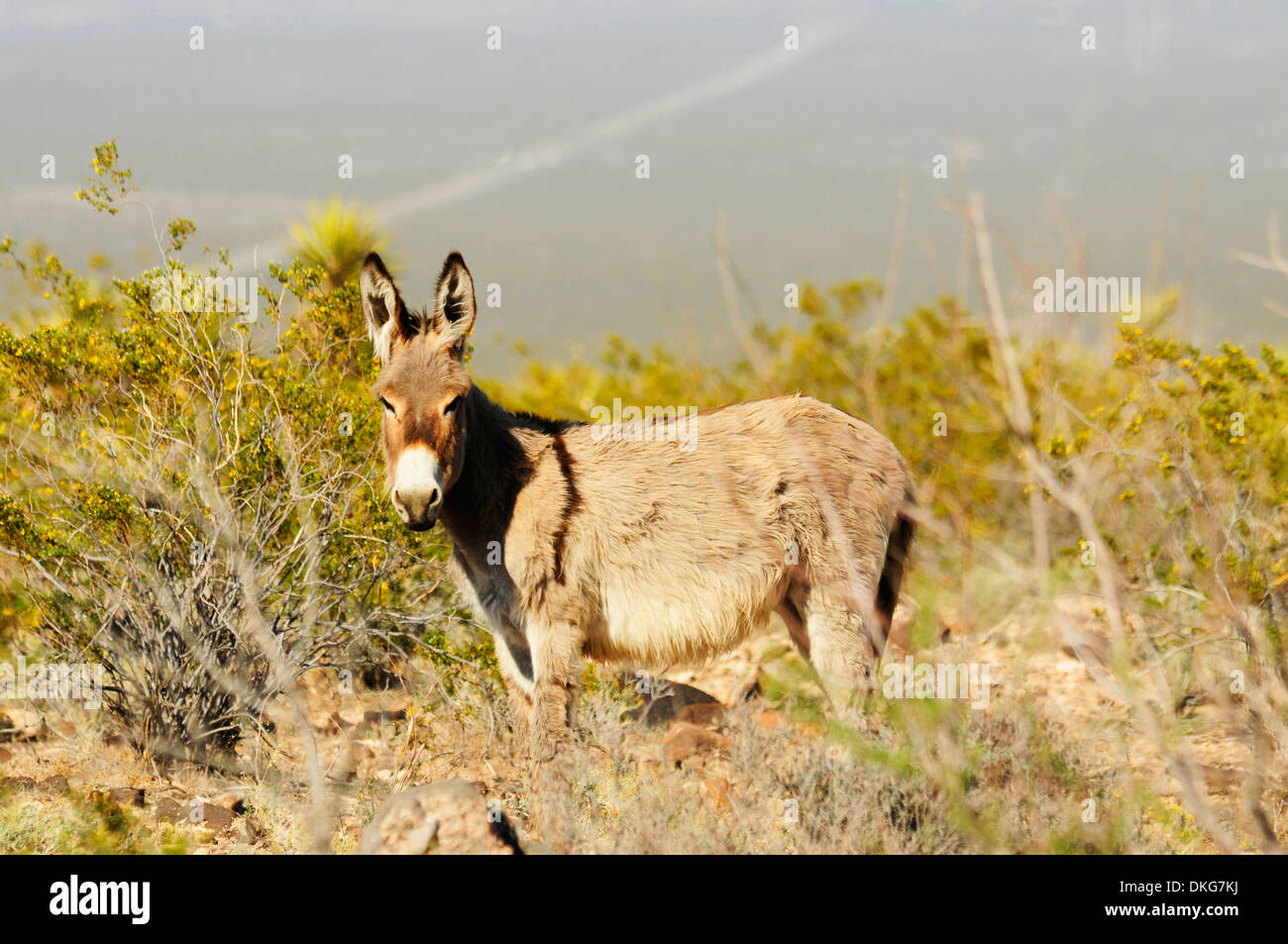 Esel, Equus Asinus Asinus, Black Mountains, Arizona, usa Stockfoto