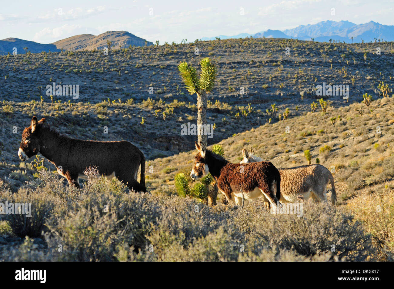 Esel, Equus Asinus Asinus, spring Mountains, Nevada, usa Stockfoto