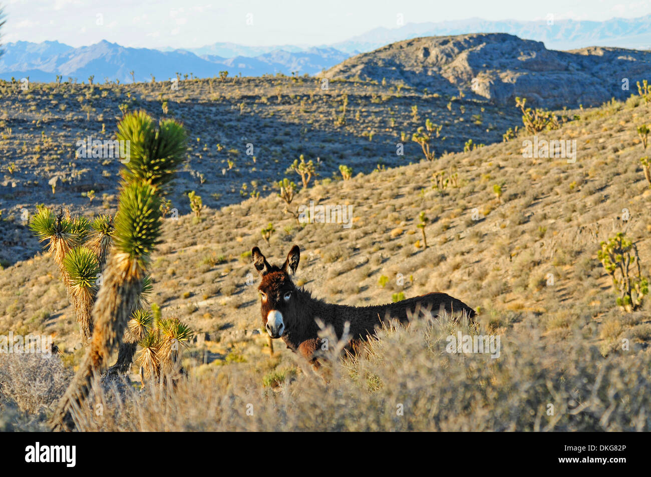 Esel, Equus Asinus Asinus, spring Mountains, Nevada, usa Stockfoto