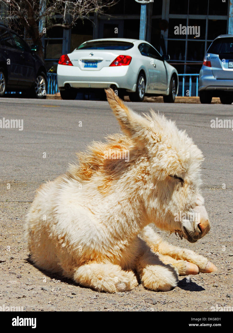 Esel auf den Straßen von Oatman, Black Mountains, Arizona, usa Stockfoto