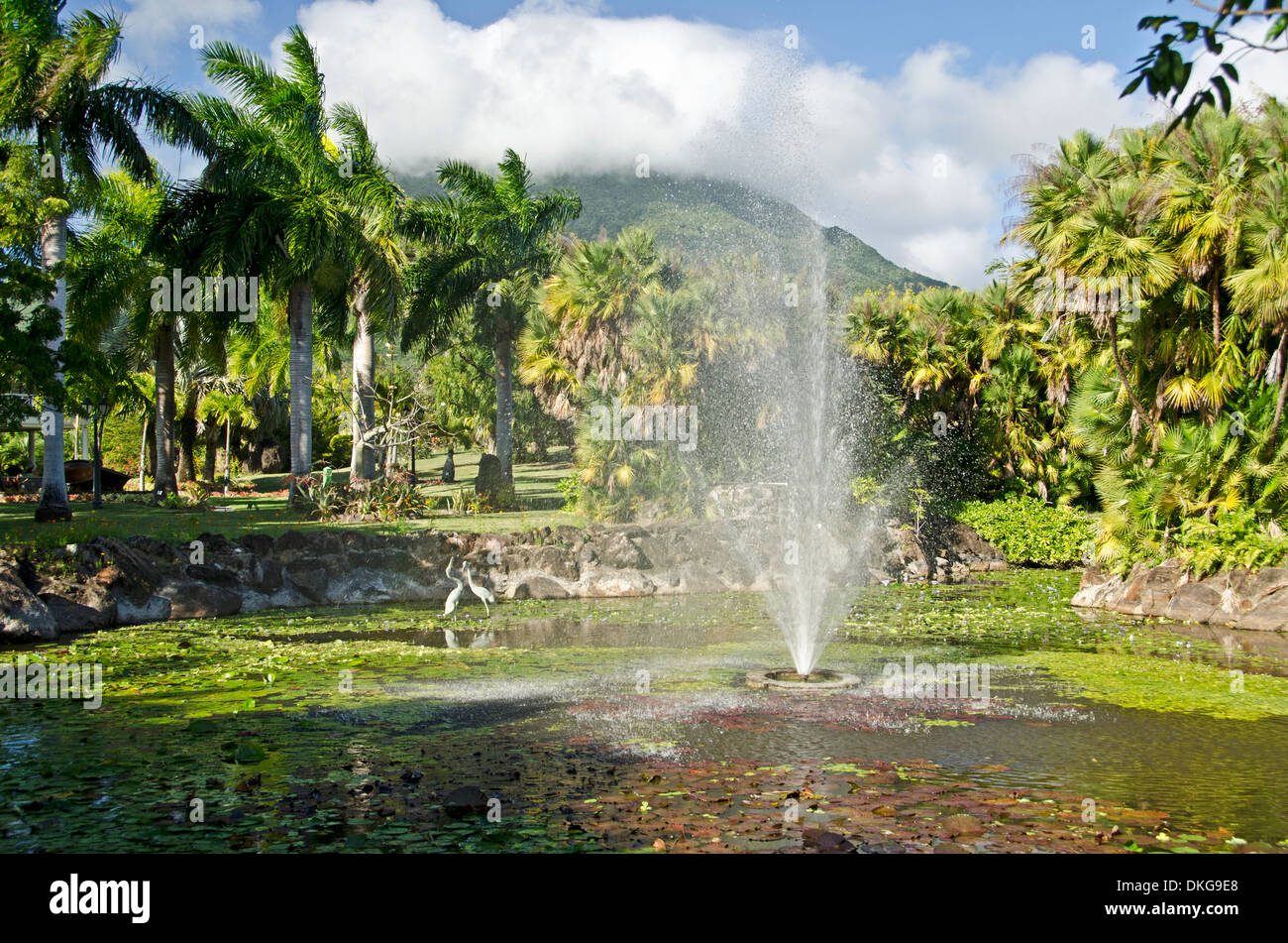 Botanischer Garten, Nevis, Saints Kitts und Nevis, weniger Anitlles, der Karibik, Amerika Stockfoto