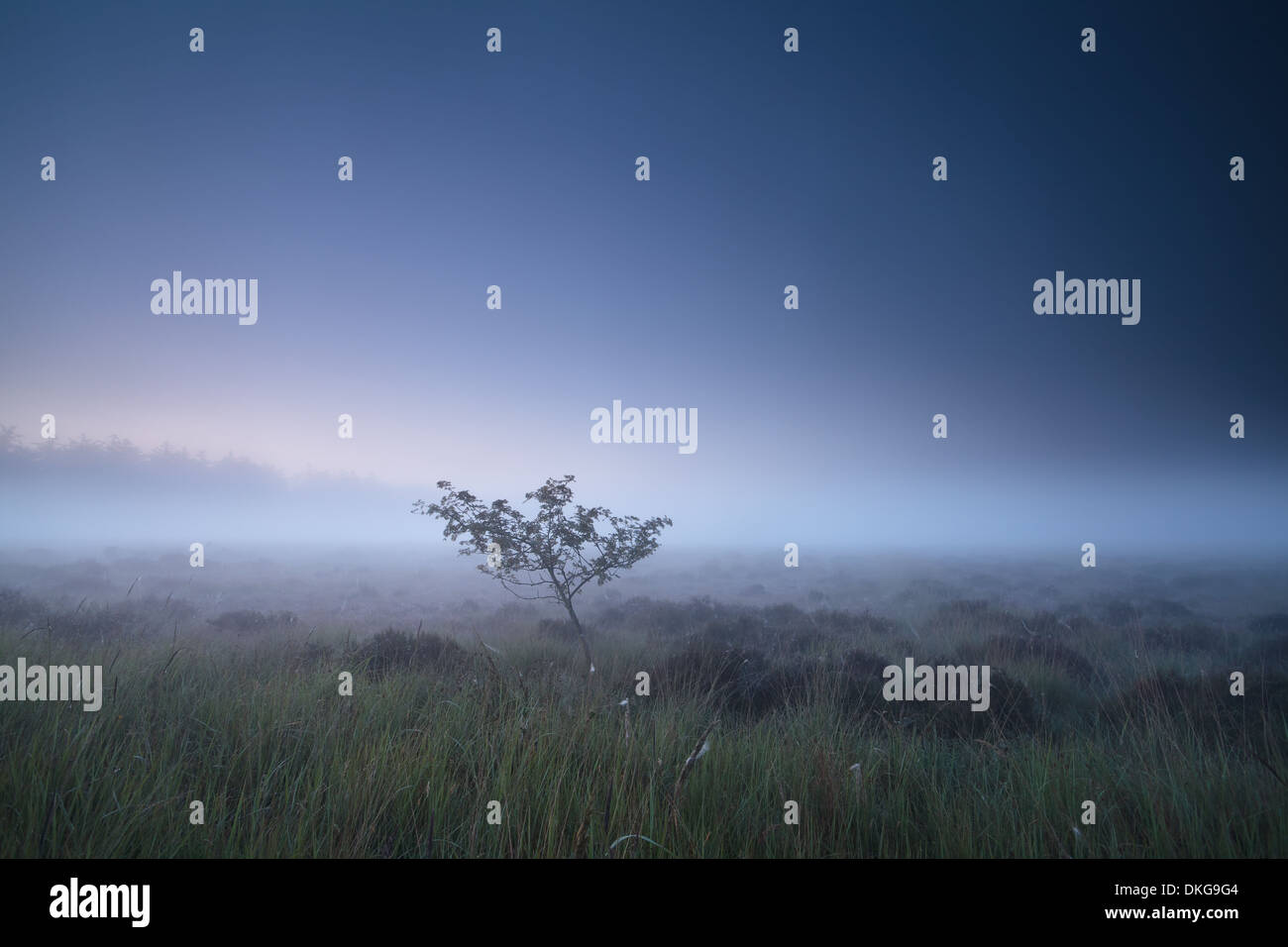 Einsamer Baum auf Sumpf in nebligen Dämmerung, Fochteloerveen, Drenthe, Niederlande Stockfoto