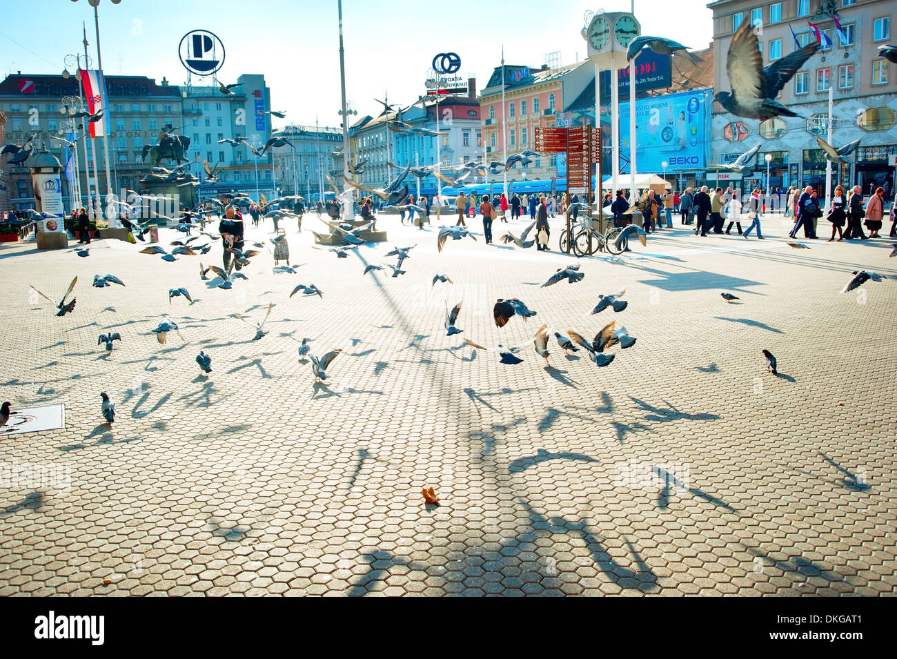 Herde der Taube am Ban Jelacic Platz, dem zentralen Platz der Stadt Stockfoto