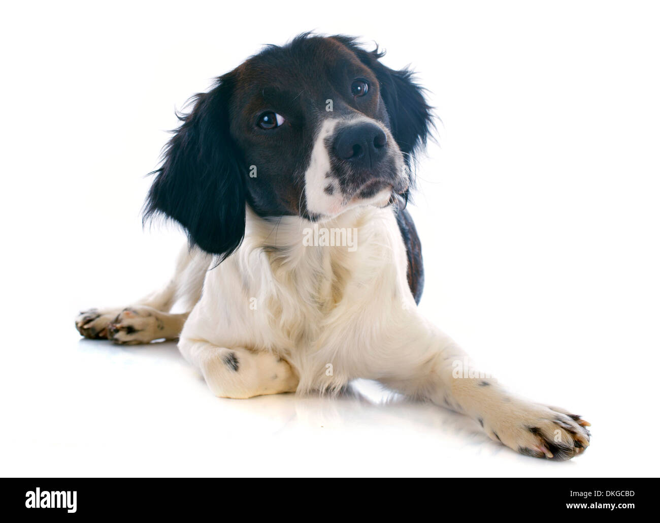 Porträt von einem Brittany Spaniel vor weißem Hintergrund Stockfoto